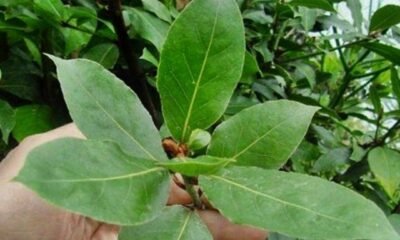 Health Benefits of bitter leaf