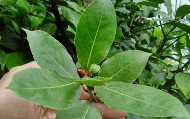 Health Benefits of bitter leaf