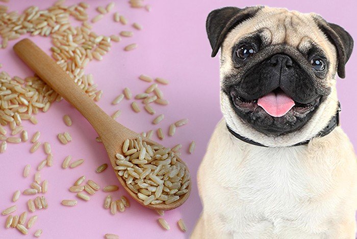 brown rice for dogs