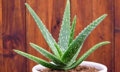 Aloevera Temperature Requirement