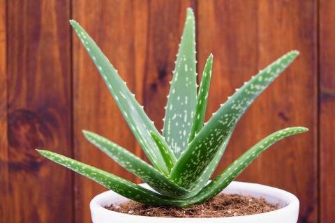 Aloevera Temperature Requirement