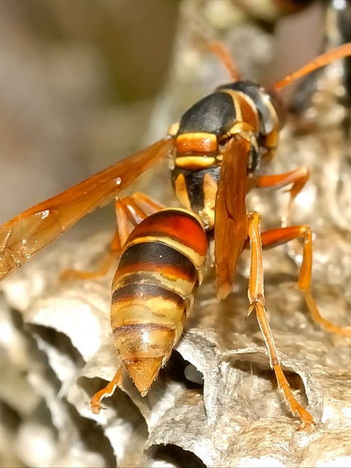 Bee Removal Brisbane