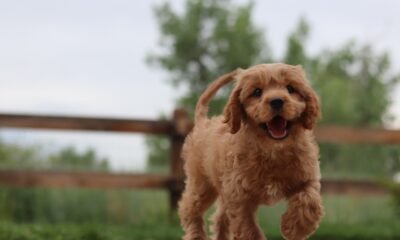 Cute Mutt Dogs