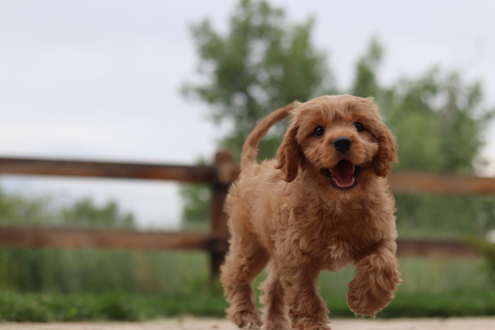 Cute Mutt Dogs