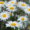 How to Care For Daisies