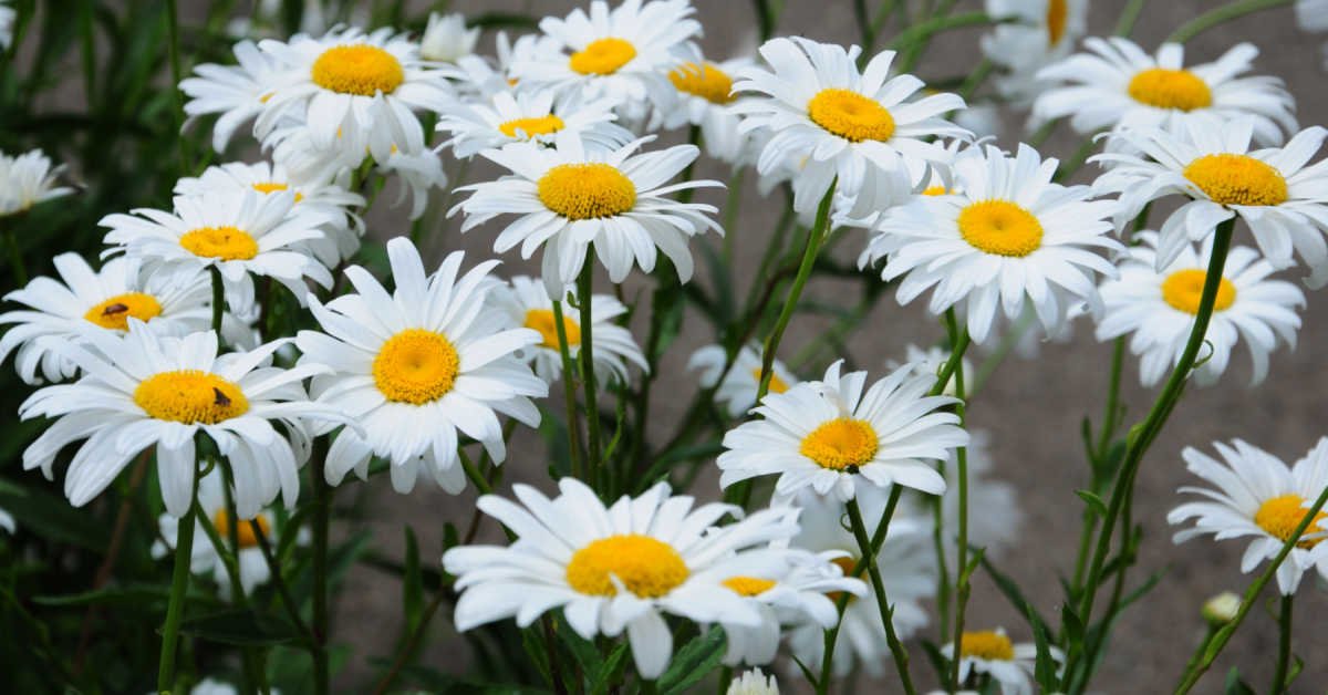 How to Care For Daisies