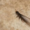 Here are DIY Pest Control Tips