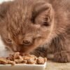 How To Know If Your Older Cat Can Eat Kitten Food