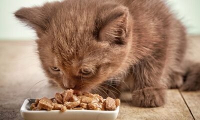 How To Know If Your Older Cat Can Eat Kitten Food