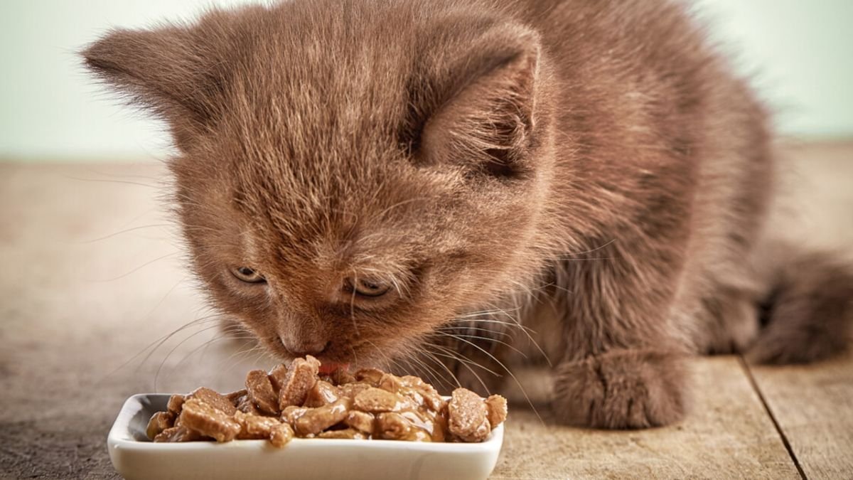 How To Know If Your Older Cat Can Eat Kitten Food