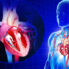 Things to Know About The Cardiovascular System