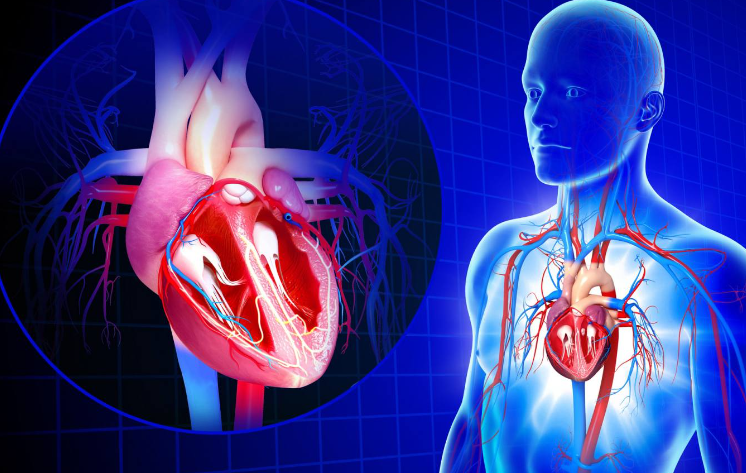 Things to Know About The Cardiovascular System