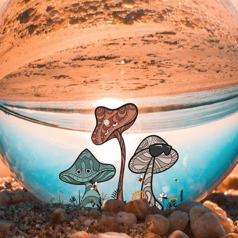 Magic Mushrooms