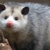 How Do I Keep Possums From Walking On My Fence?