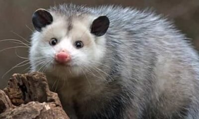 How Do I Keep Possums From Walking On My Fence?