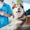 Comprehensive Dog Care Services in North West London
