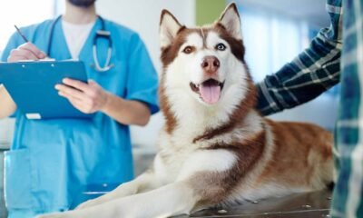 Comprehensive Dog Care Services in North West London