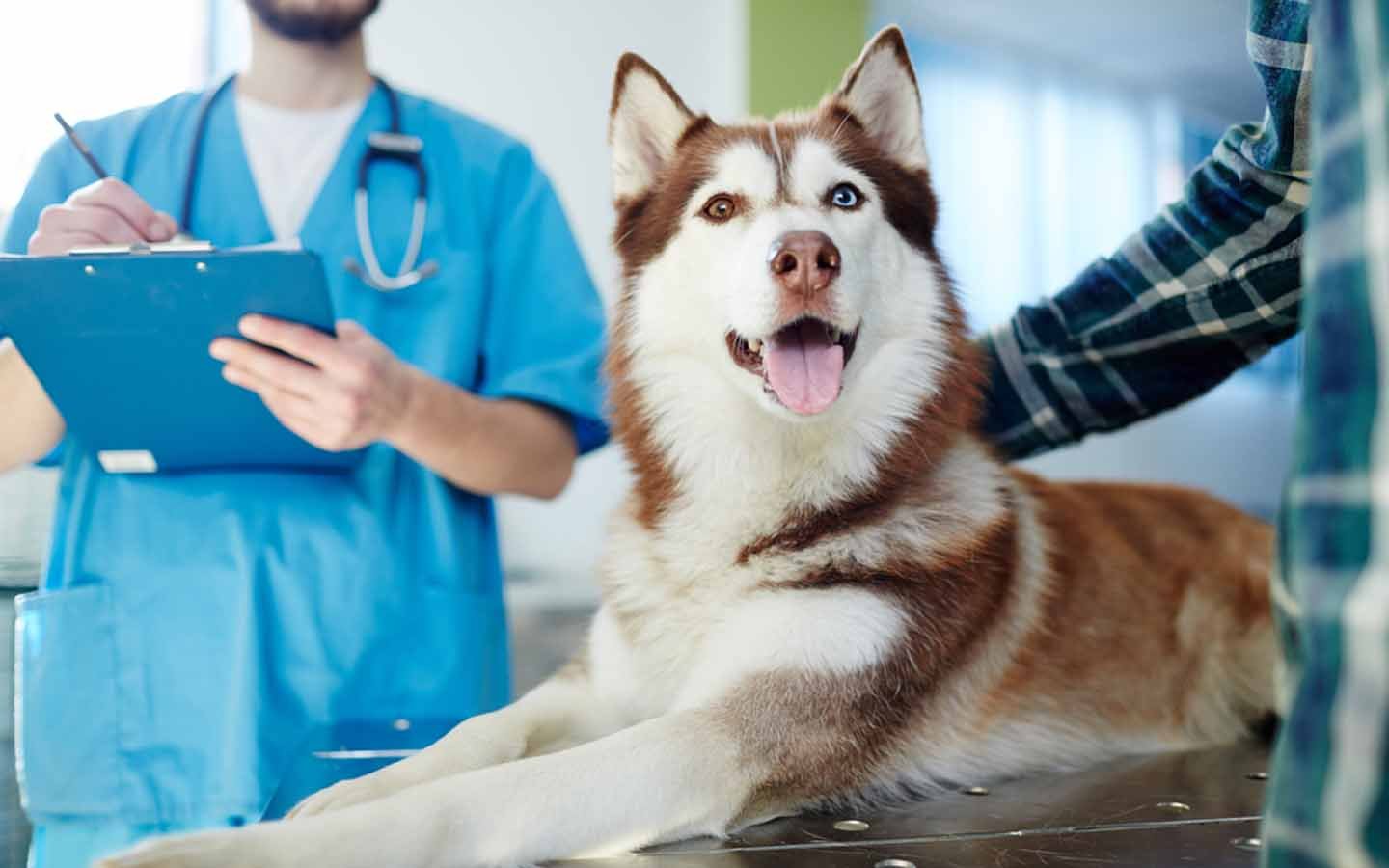 Comprehensive Dog Care Services in North West London