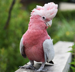 cockatoos for sale in Dallas