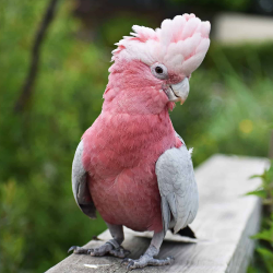 cockatoos for sale in Dallas