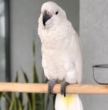 senegal parrot