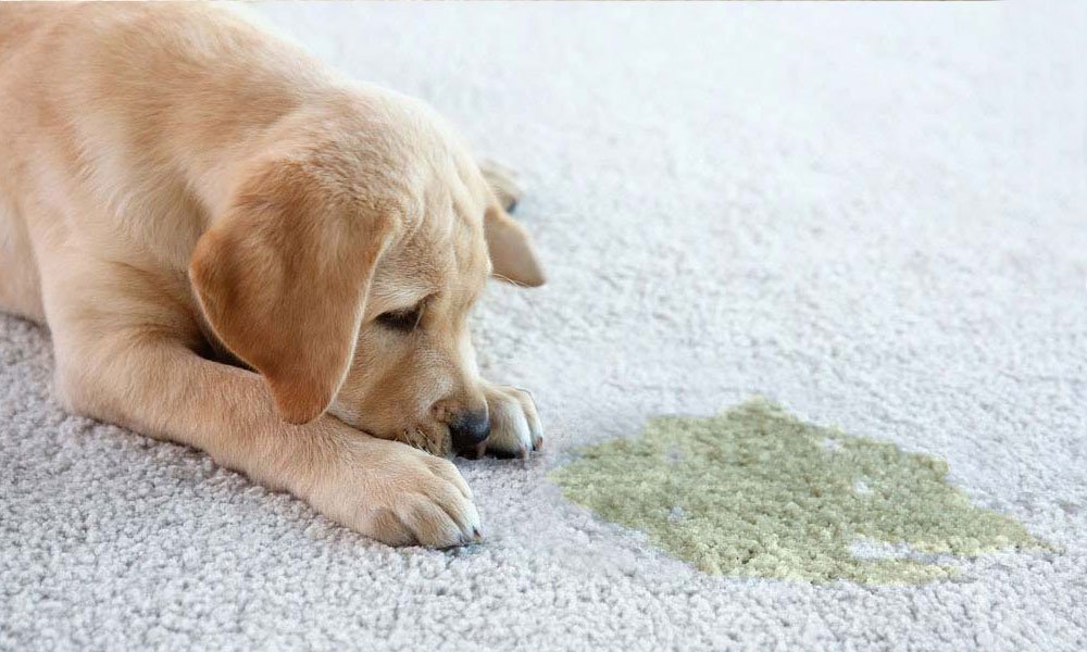 Pet Odor Removal Service Calgary: A Breath of Fresh Air for Your Home