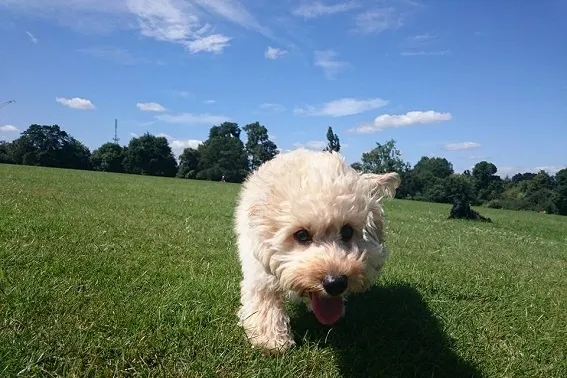 Dog Walking West London