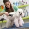 Pet urine removal service Calgary