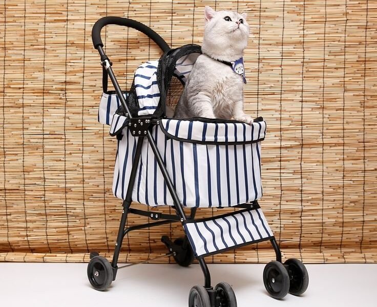 Paws on the Go: Enhancing Your Cat’s Life with Cat Strollers