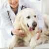 Guide to Dog Care Services in North London