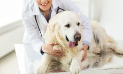 Guide to Dog Care Services in North London