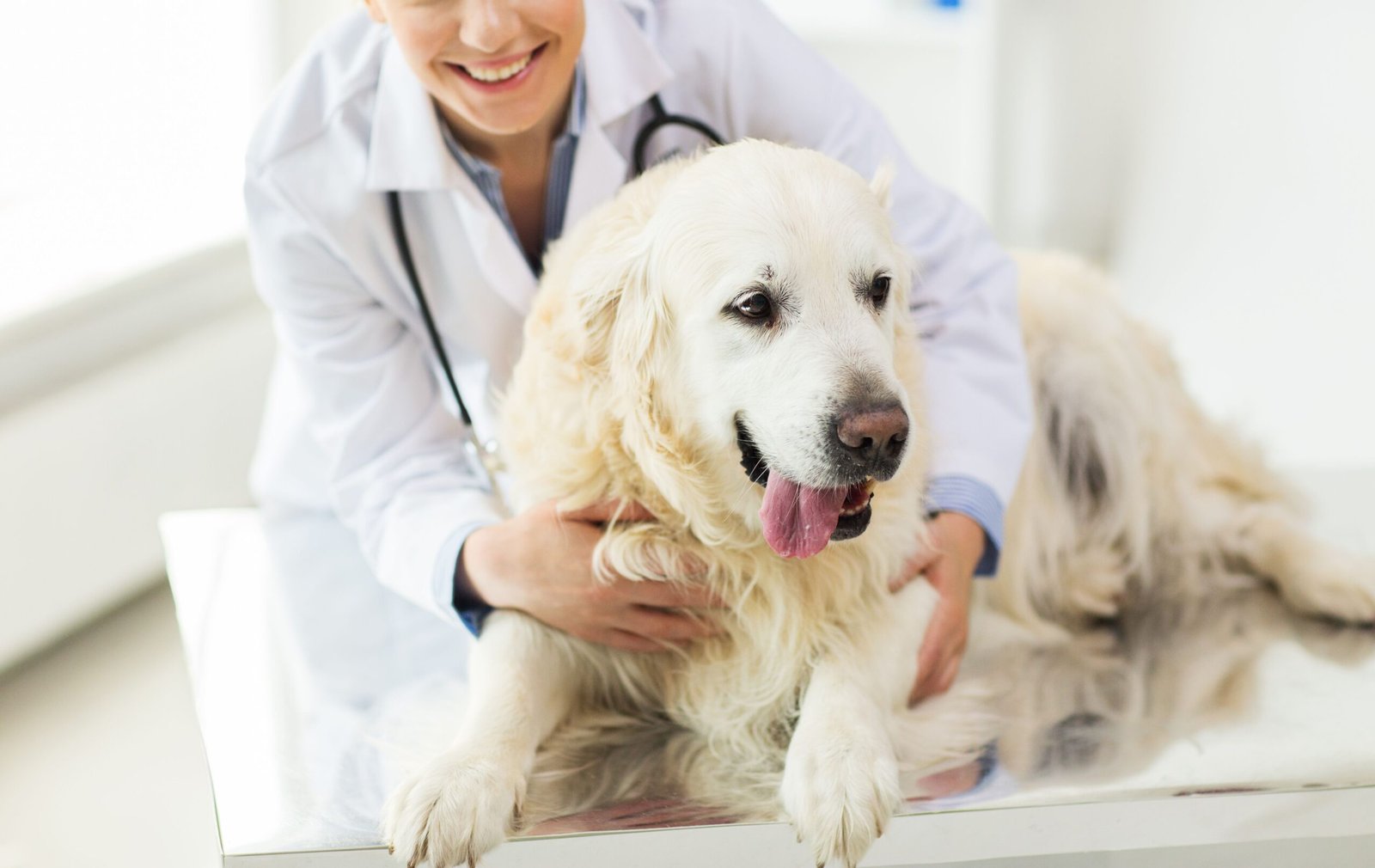 Guide to Dog Care Services in North London