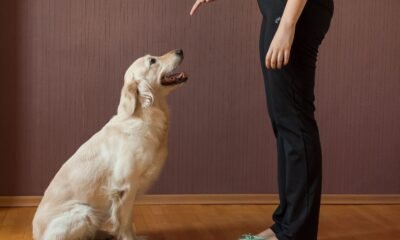 In House Dog Sitting Services in North London A Stress-Free Solution for Pet Care